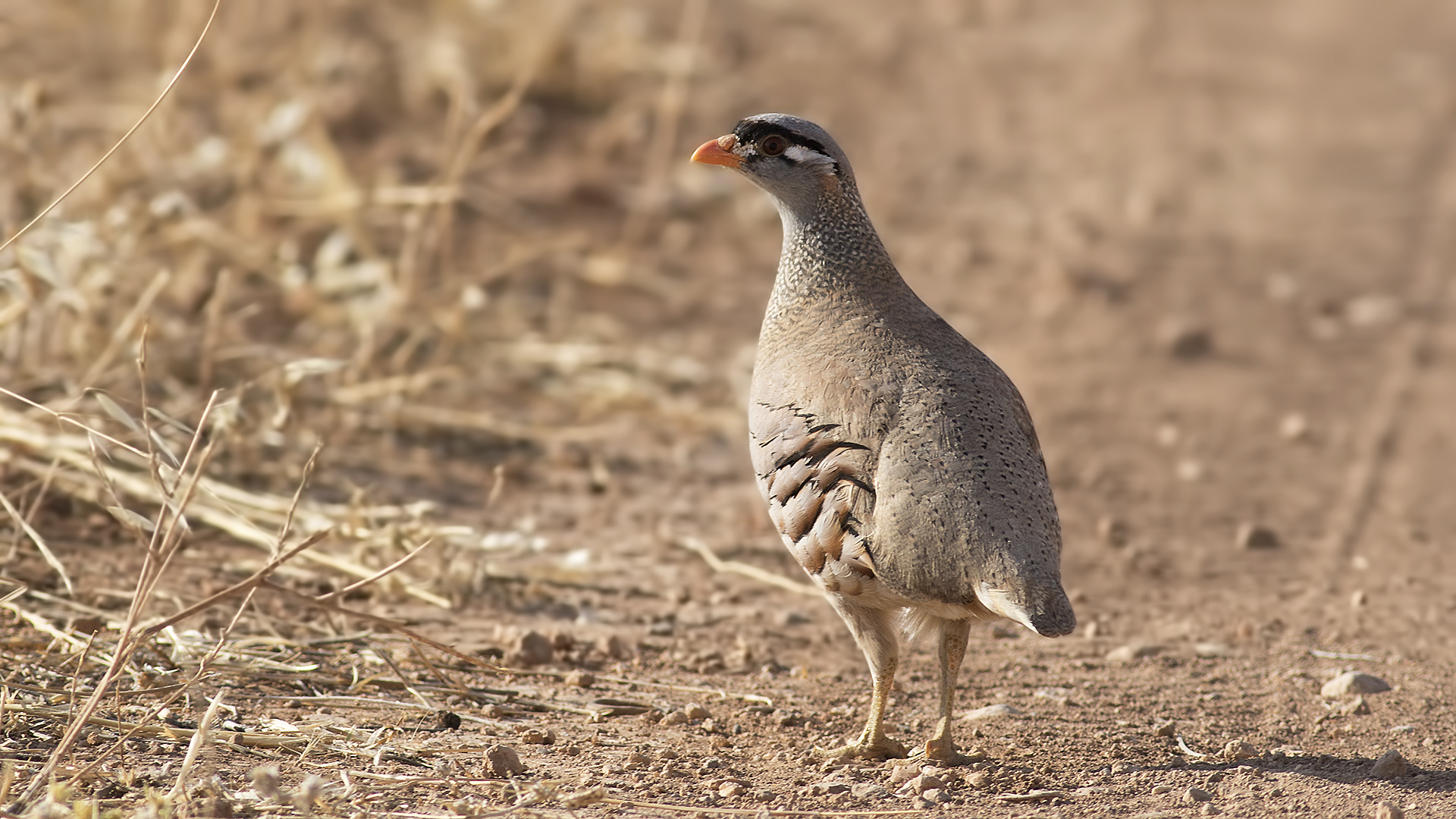 See-see Partridge